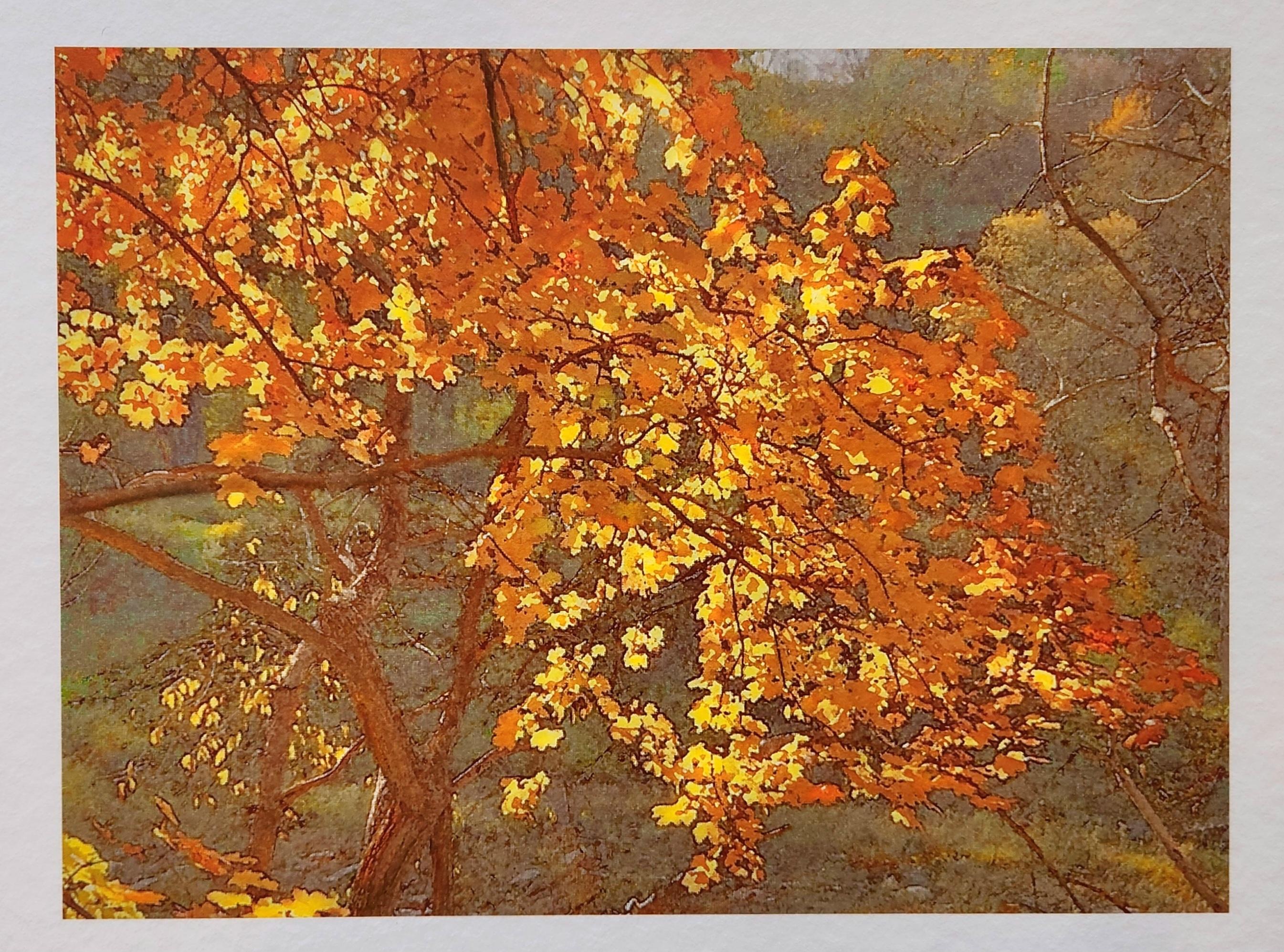 Autumn Tree -- Framed Color Photograph For Sale 1