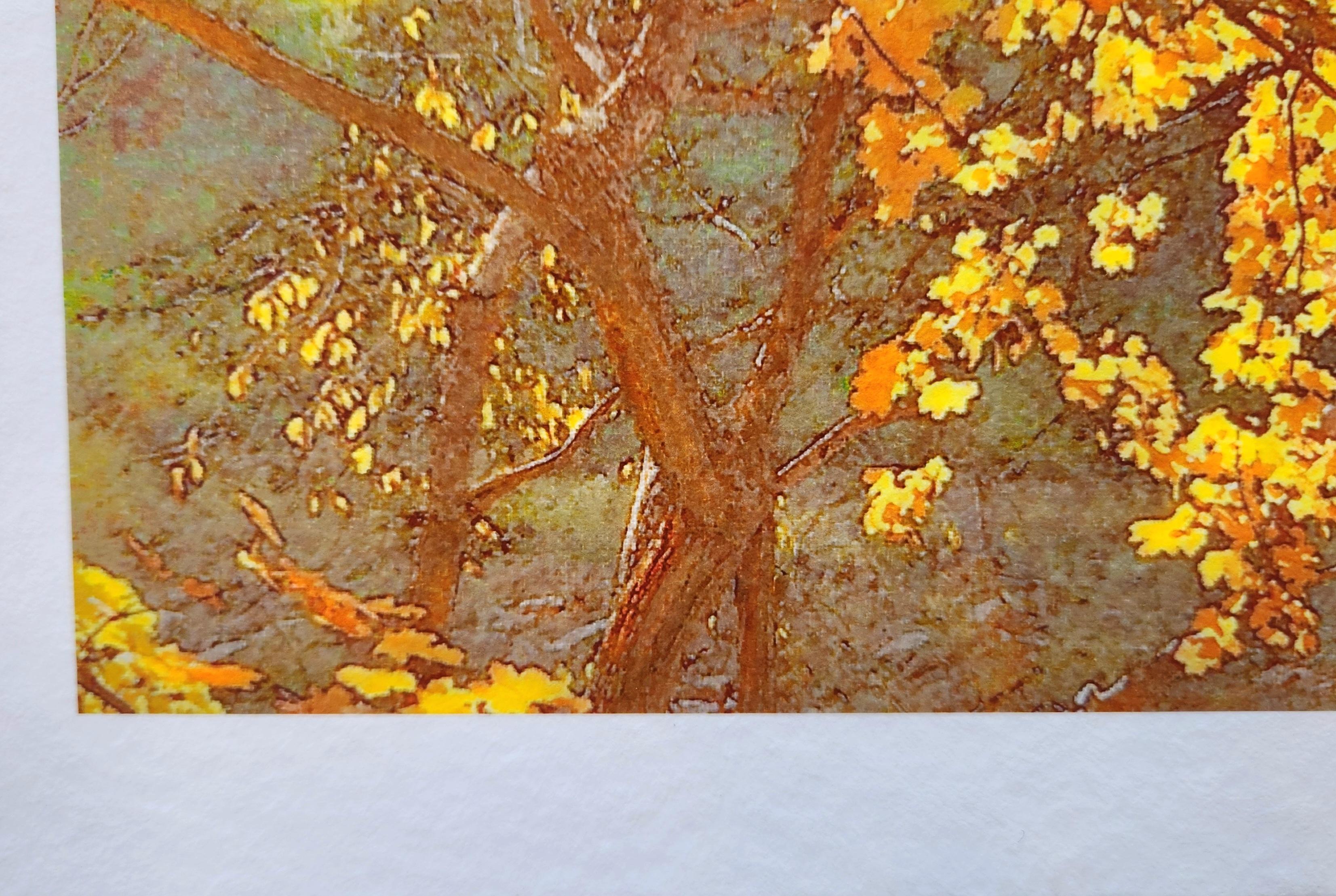 Autumn Tree -- Framed Color Photograph For Sale 5