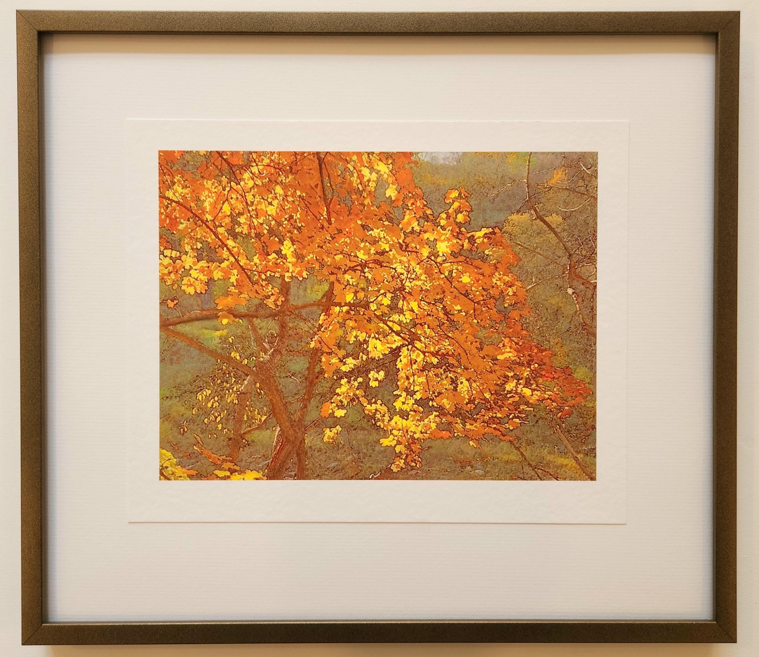 This photo of the leaves of a tree in autumn shows the beauty of changing leaves. The bright oranges and yellows of the leaves in the foreground stand out from the muted green foliage in the background. This photo evokes the peaceful feeling of a