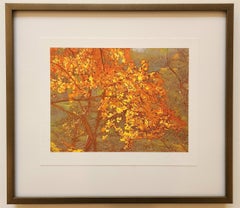 Autumn Tree -- Framed Color Photograph