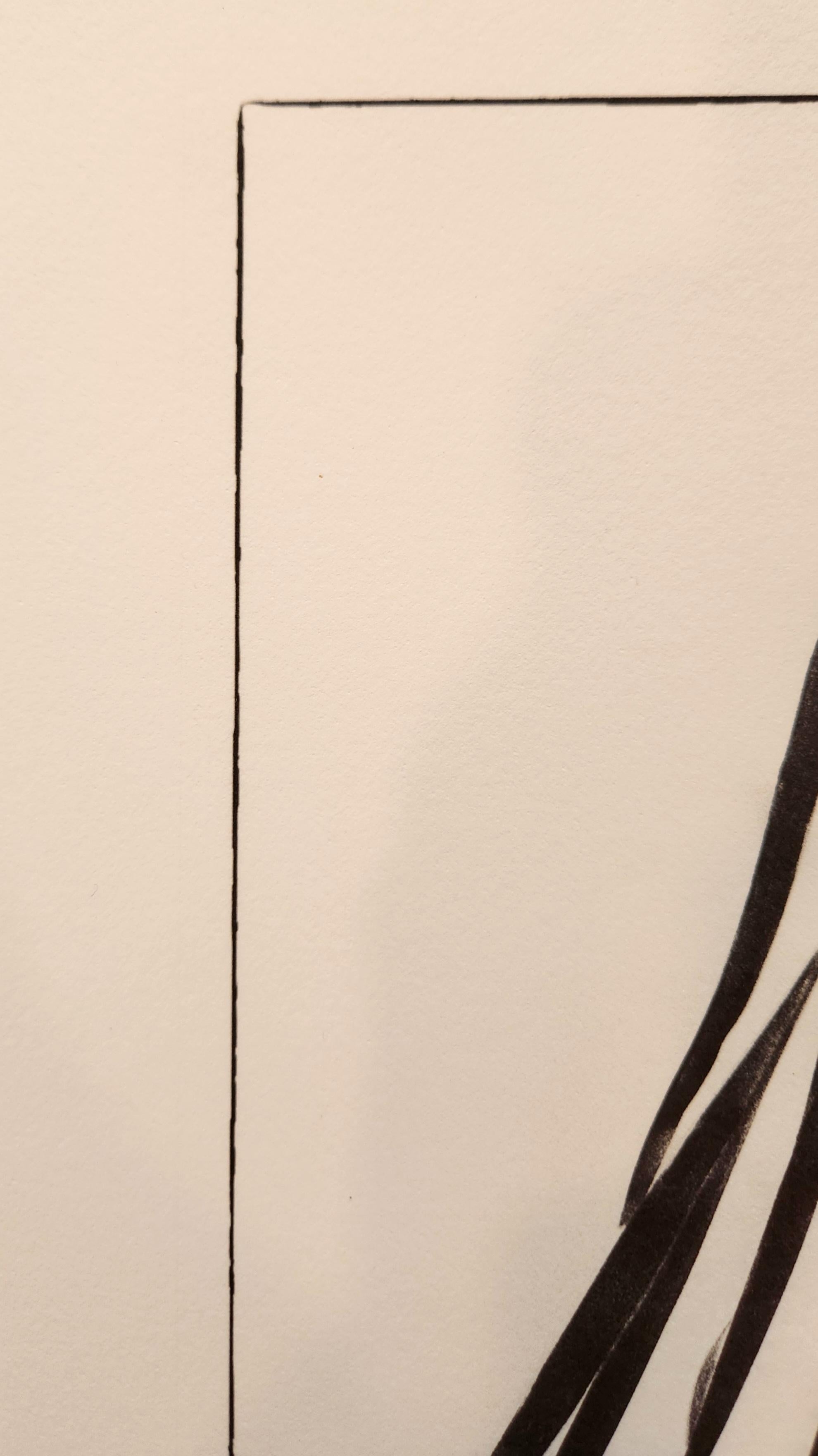This elegant black and white photograph is a wonderful example of this artists work.  The dark leaves of the plant fade in from the top corner of the piece, and create an almost abstract composition. The dark border around the piece helps ground the