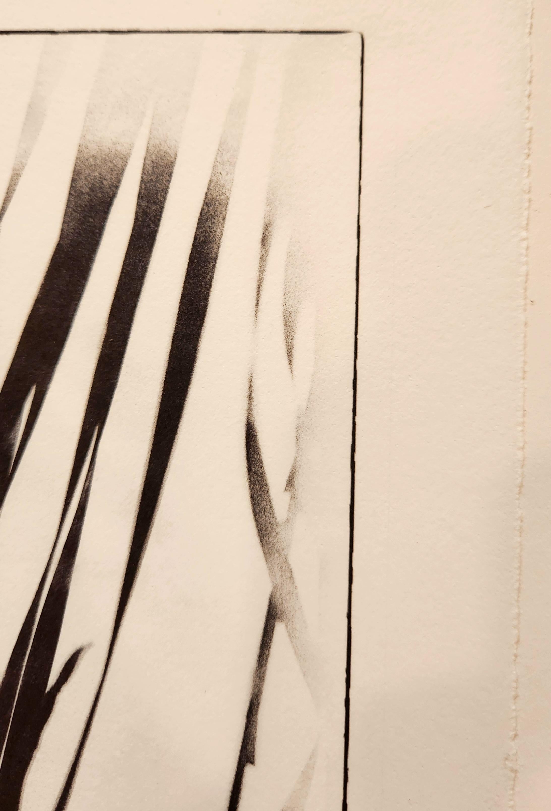 Diese elegante Schwarz-Weiß-Fotografie ist ein wunderbares Beispiel für die Arbeit dieses Künstlers.  Die dunklen Blätter der Pflanze werden von der oberen Ecke des Bildes aus eingeblendet und bilden eine fast abstrakte Komposition. Der dunkle Rand
