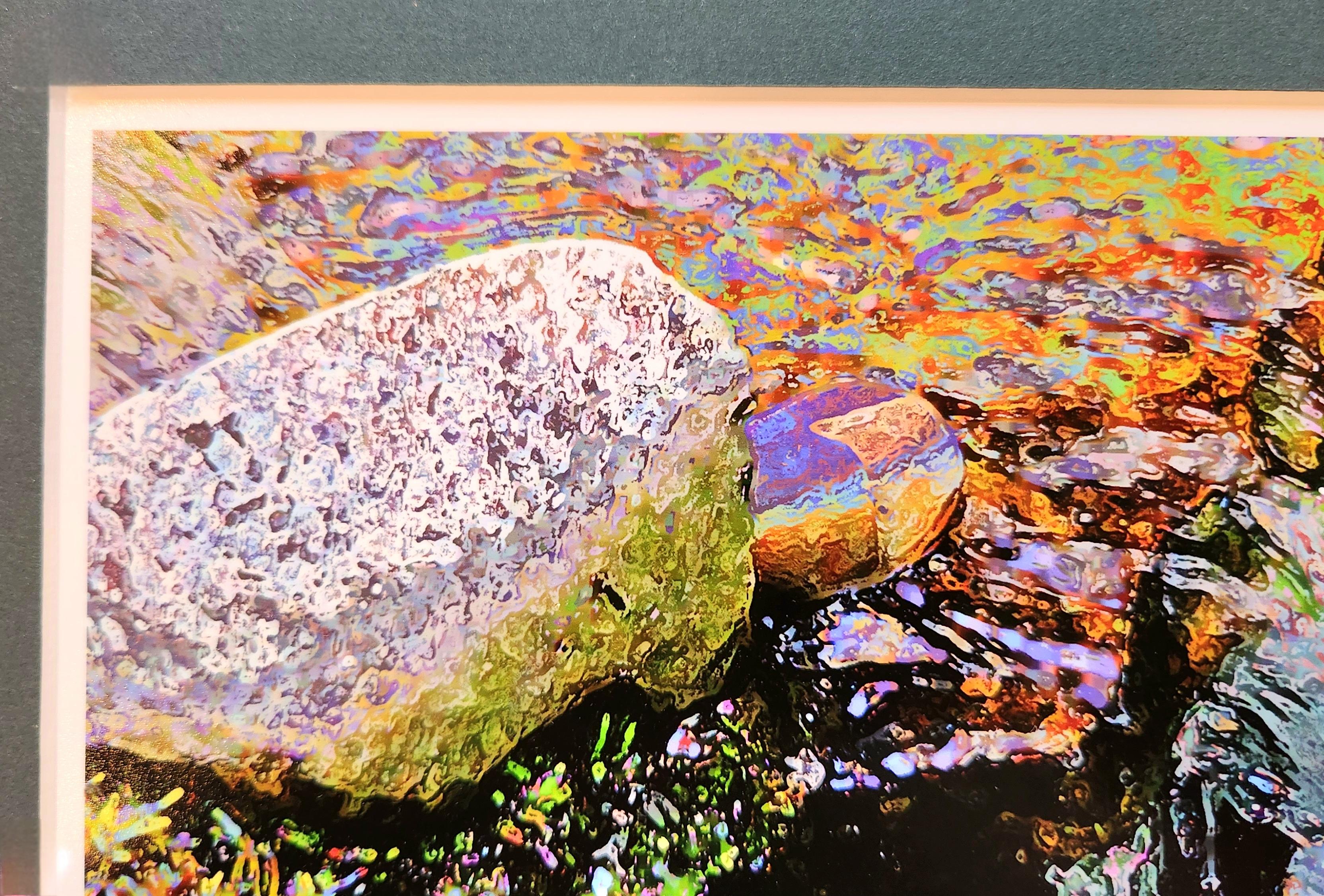 This fine art color photograph portrays an aquatic environment with a variety of leaves and dramatic colors. Predominant in the scene are the leaves of water lilies whose colors here range from coral to red. This is a suitable landscape artwork for