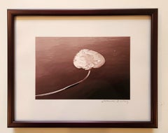 Sepia Photograph -- Leaf
