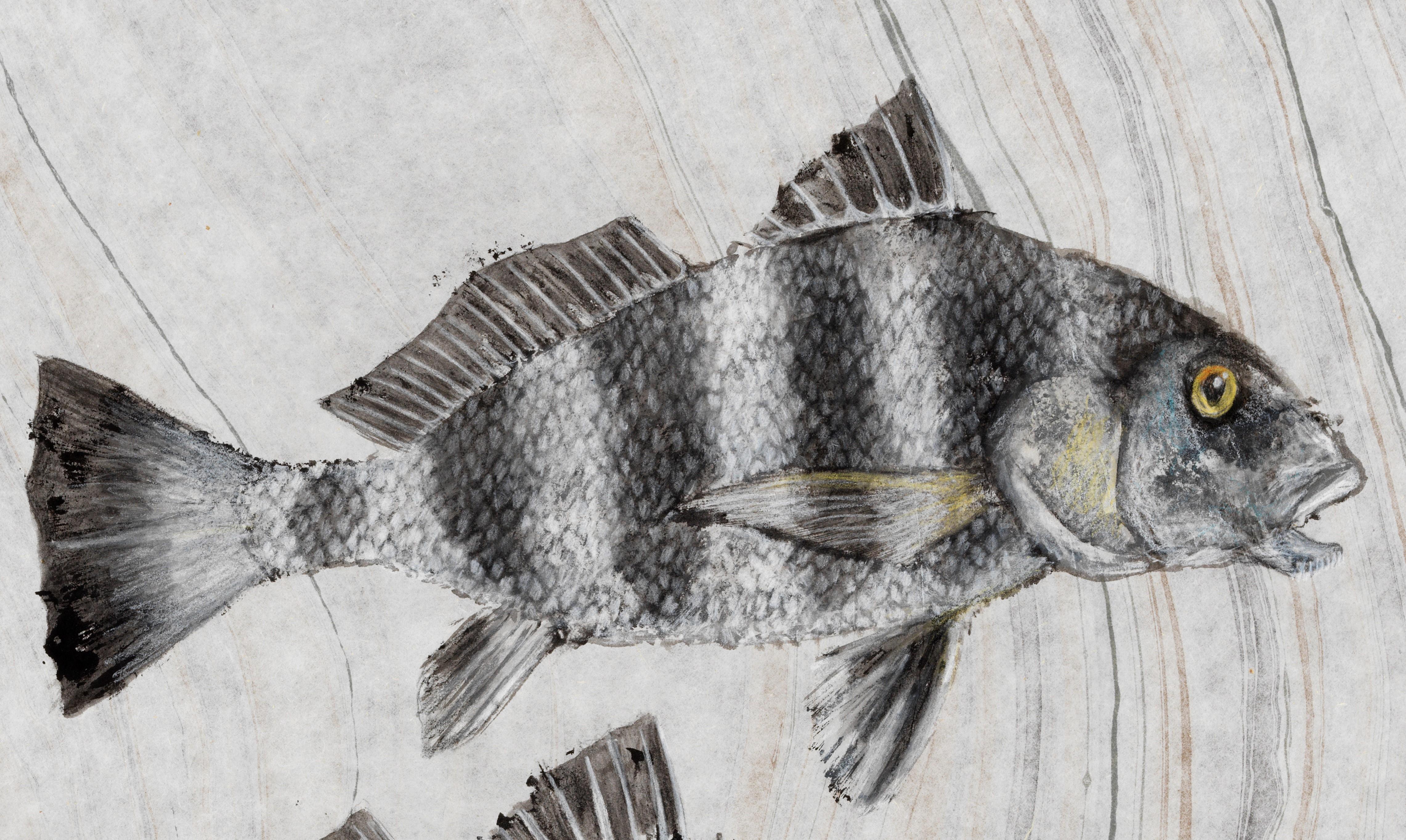 Dos Tambores Negros - Pintura Gyotaku de Estilo Japonés sobre Papel de Morera de Dos Peces - Painting Contemporáneo de Jeff Conroy