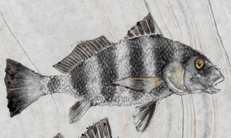 Artist Jeff Conroy is an avid fisherman.  He is also an accomplished artist.  He brought these two disciplines together by learning the art of Gyotaku Painting.  After having caught this drum fish near his home outside the city of Chicago, he then