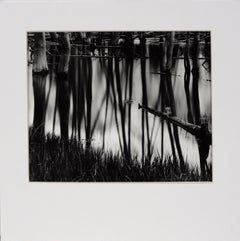 Árboles abstraídos reflejados en el agua - Fotografía de paisaje en blanco y negro