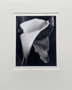 Calla Lily with Leaf