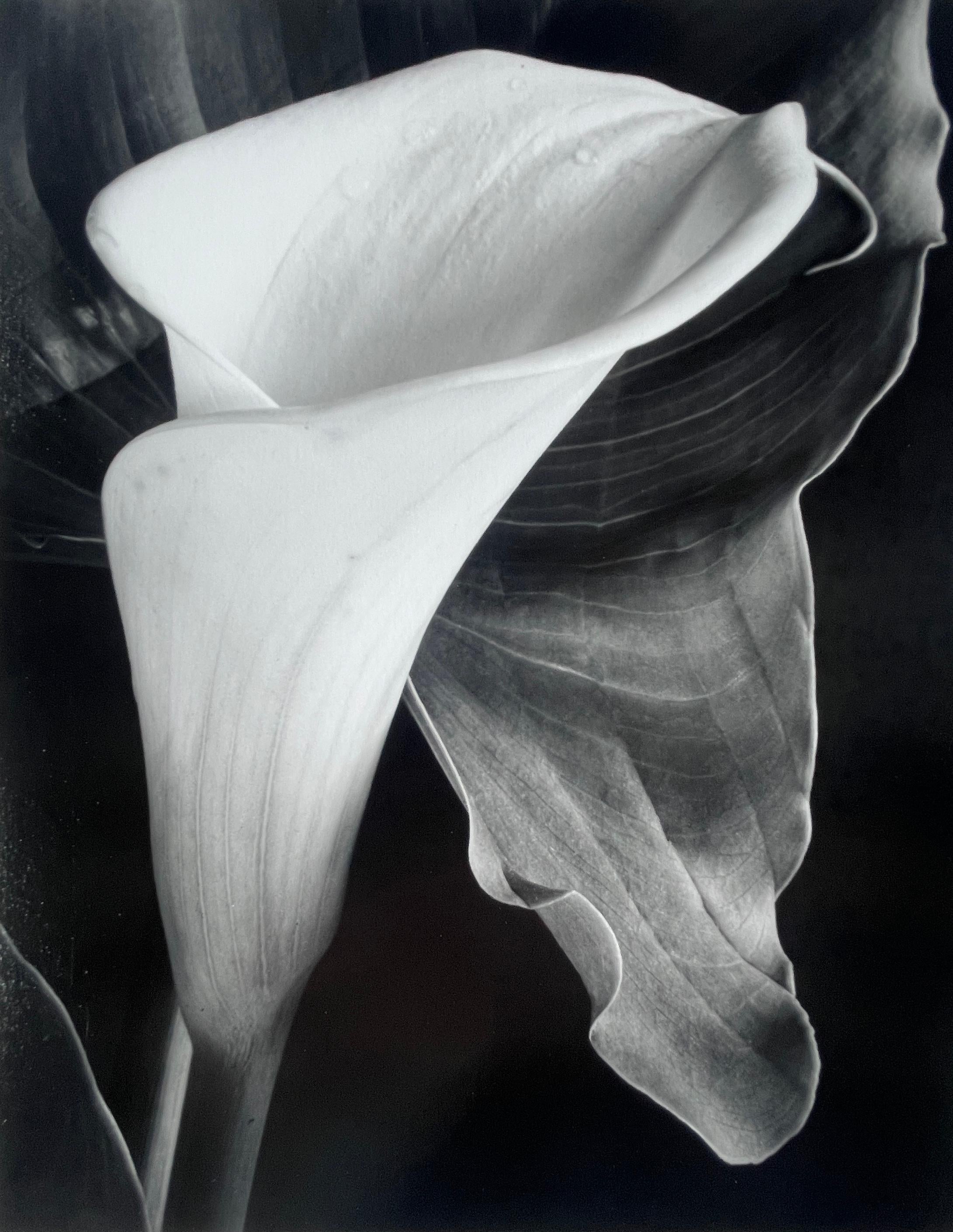 Jeff Nixon Still-Life Photograph - Calla Lily with Leaf