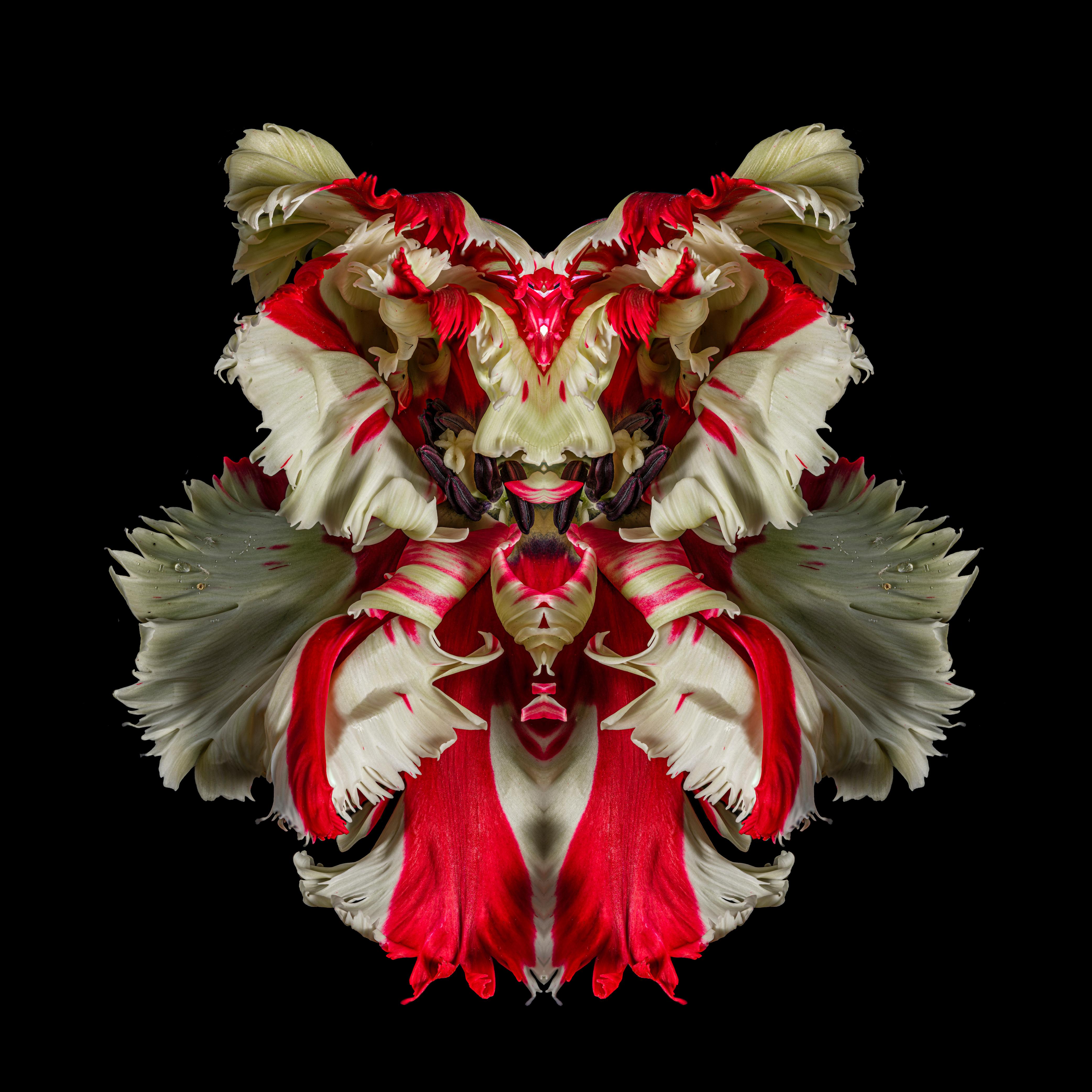 Jeff Robb Color Photograph – "Embryonale Tulpe CV" 3-D-Bewegung Lenticular rote Blume Foto gerahmt, zeitgenössische