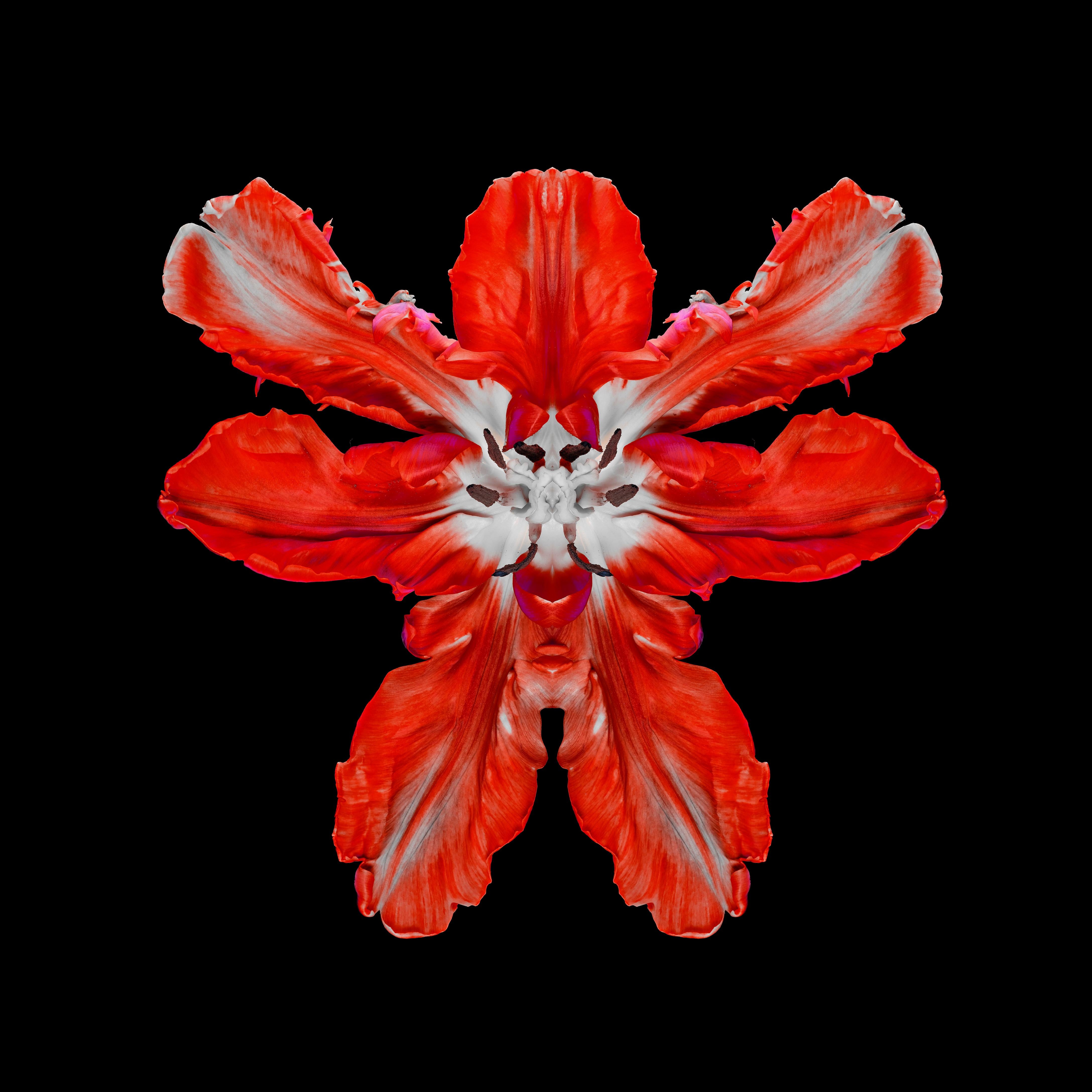 Jeff Robb Color Photograph - "Embryonic Tulip 1" 3-D motion Lenticular red flower photo framed, contemporary