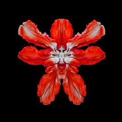"Embryonic Tulip 1" 3-D motion Lenticular red flower photo framed, contemporary
