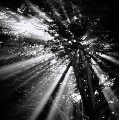 Cypress Tree Sunbeams - Black & White Landscape Photograph