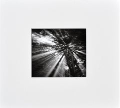 Cypress Tree Sunbeams - Black & White Landscape Photograph