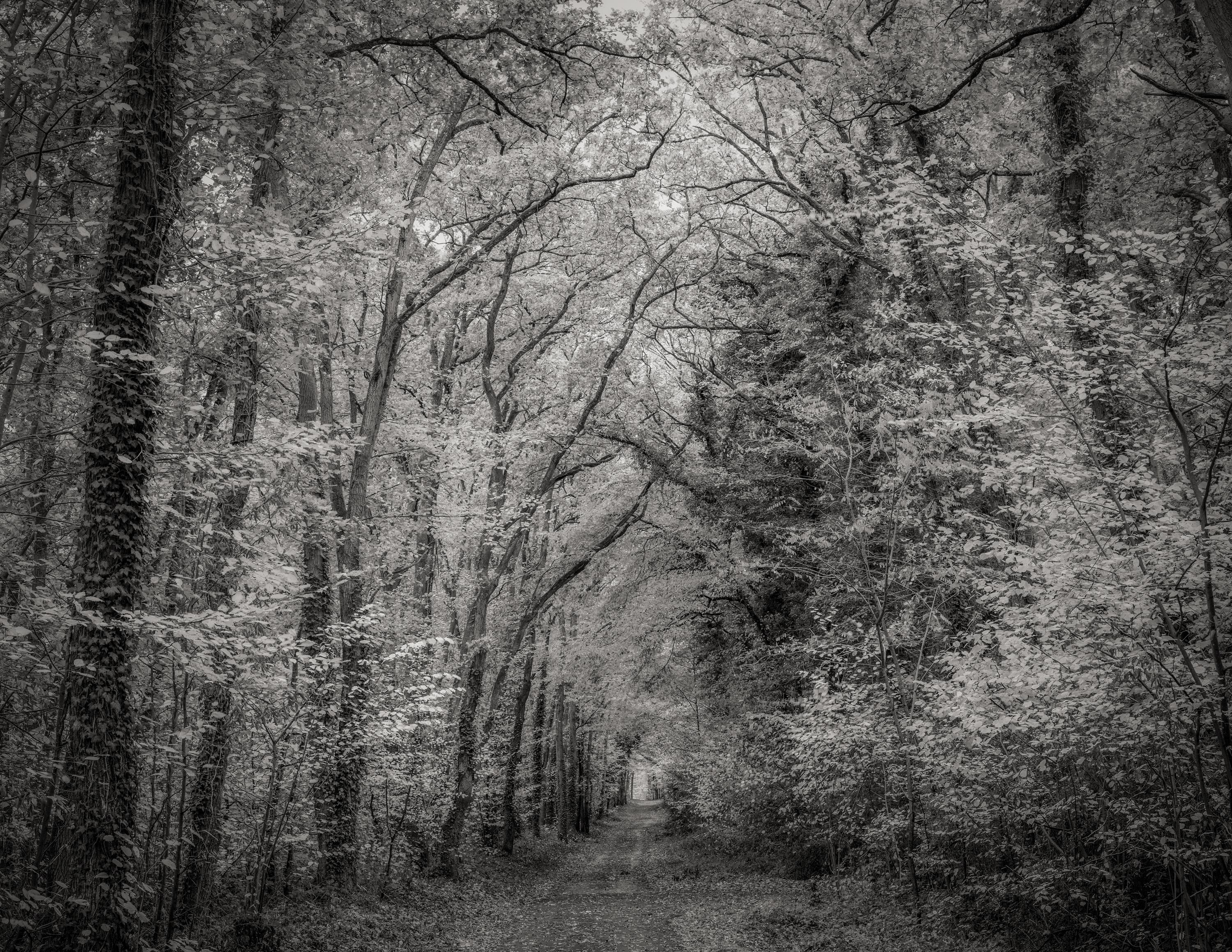 Jeffrey Conley Black and White Photograph - Forest Path, France 2018