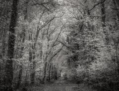 Forest Path, France 2018