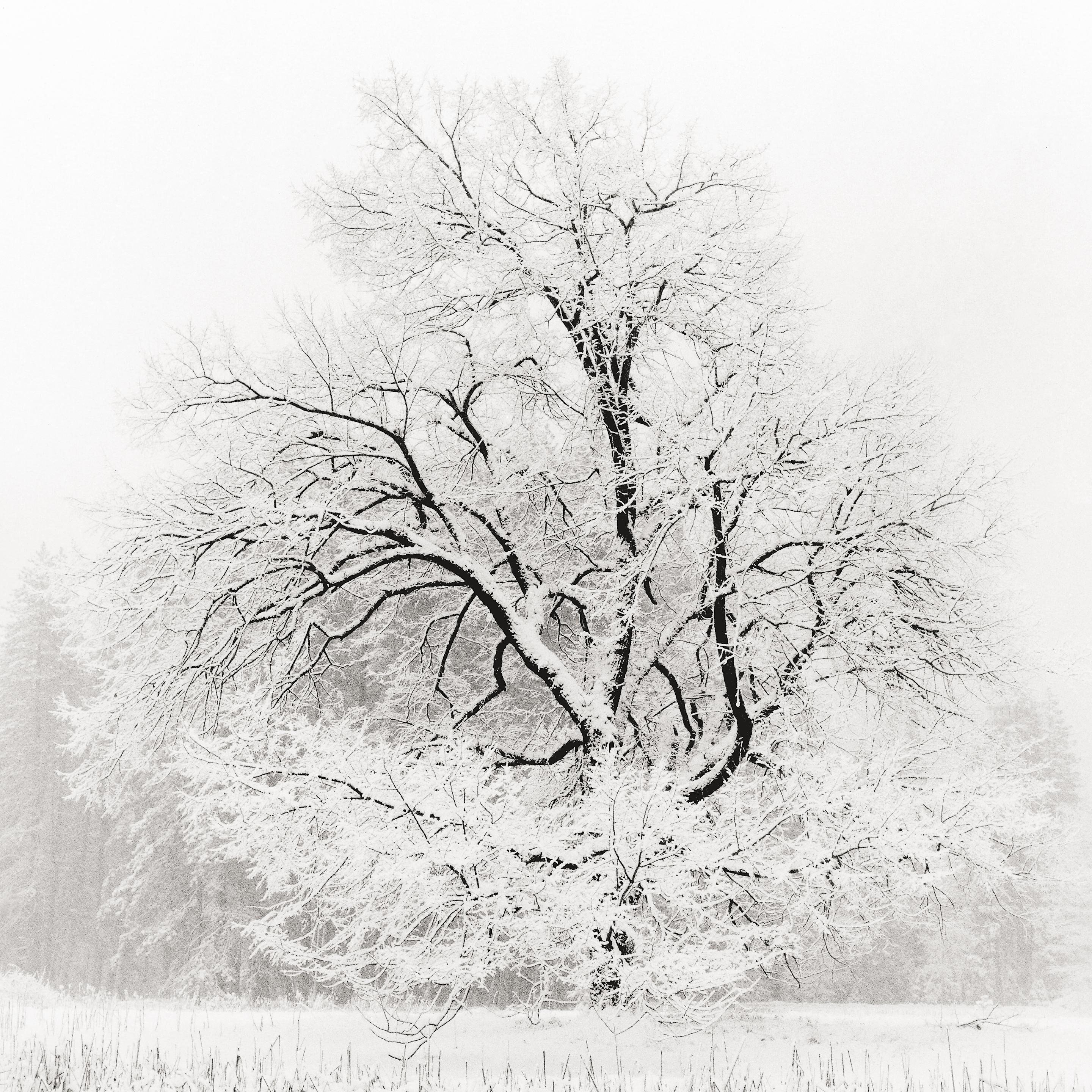 Jeffrey Conley Black and White Photograph - Grand Oak in Snow, 1991/Printed 2011