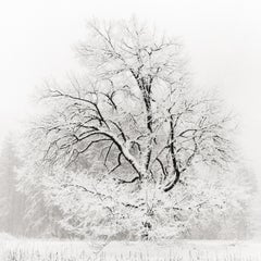 Vintage Grand Oak in Snow, 1991/Printed 2011