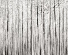 Trees and Shadows, Oregon, 2016 (Printed 2017)