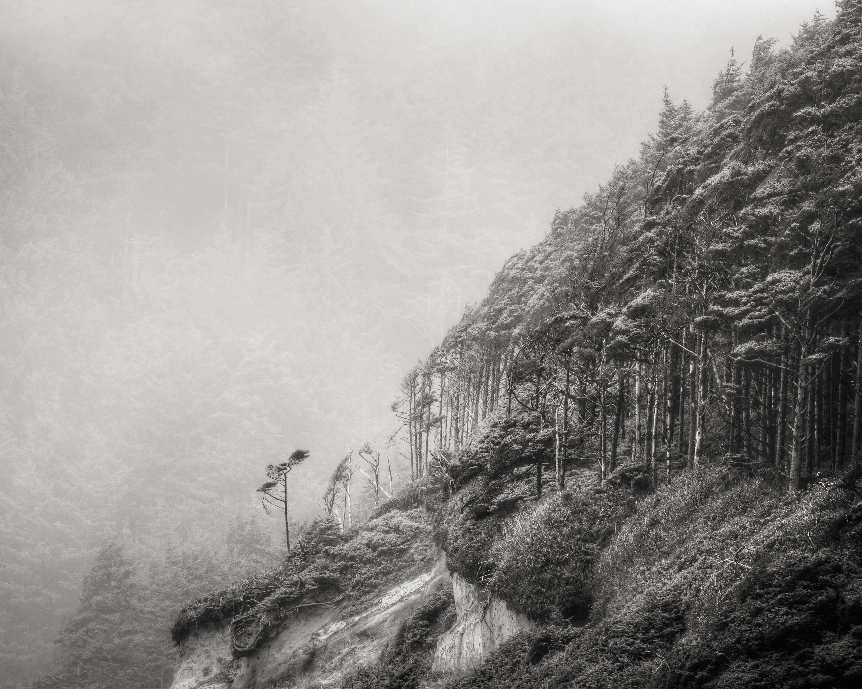 Jeffrey Conley Black and White Photograph - Windswept Trees, 2011, printed 2016