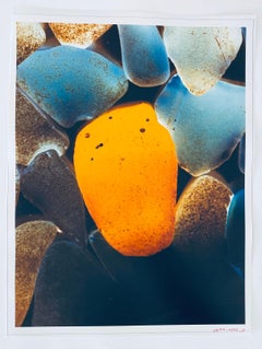 Flora Fauna Series Vintage Color Photograph Abstract Flower Fuji Crystal Photo