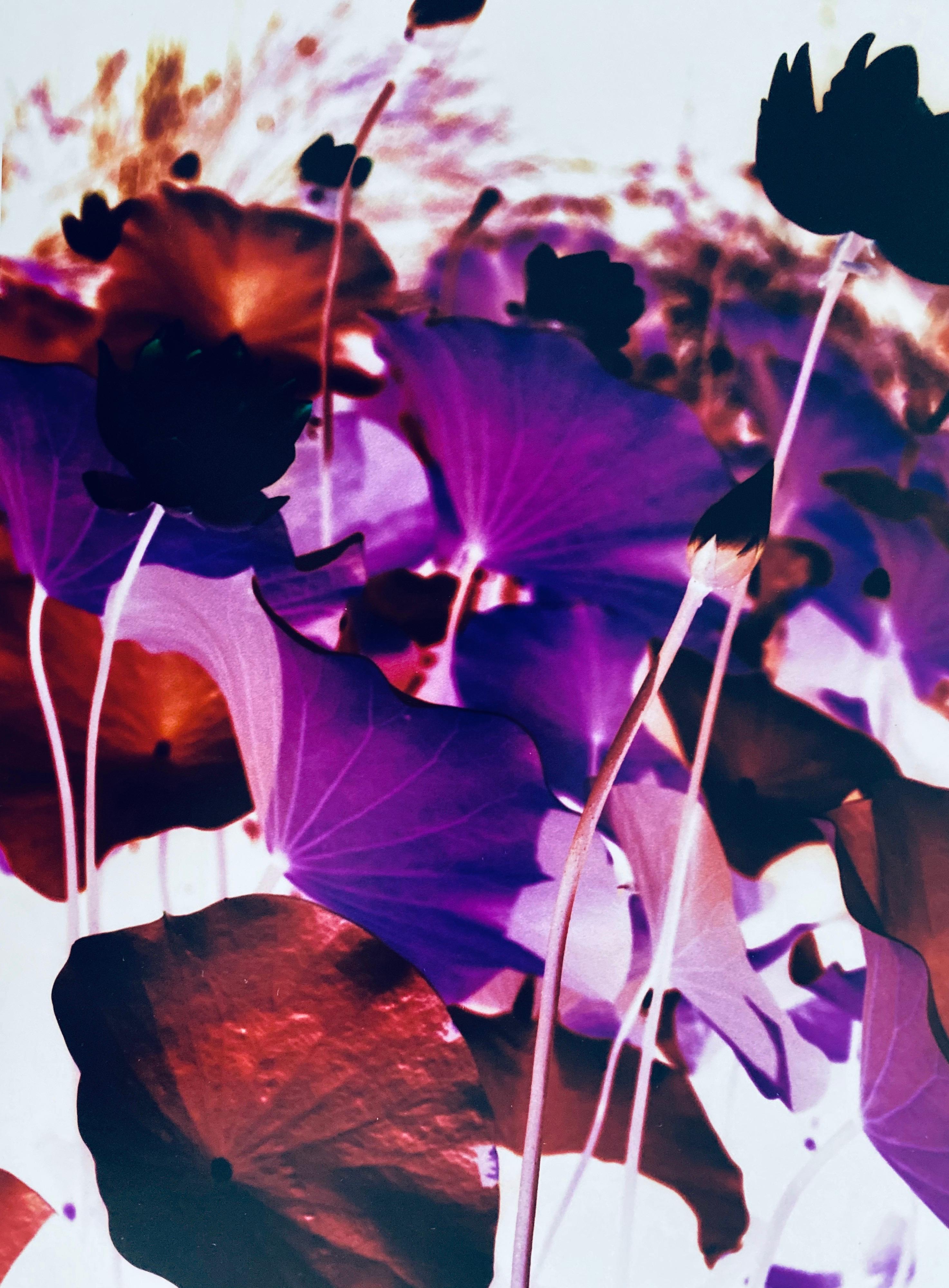 Série Flora Fauna, photographie couleur abstraite fleur Fuji Crystal Photo - Photograph de Jeffrey Rothstein