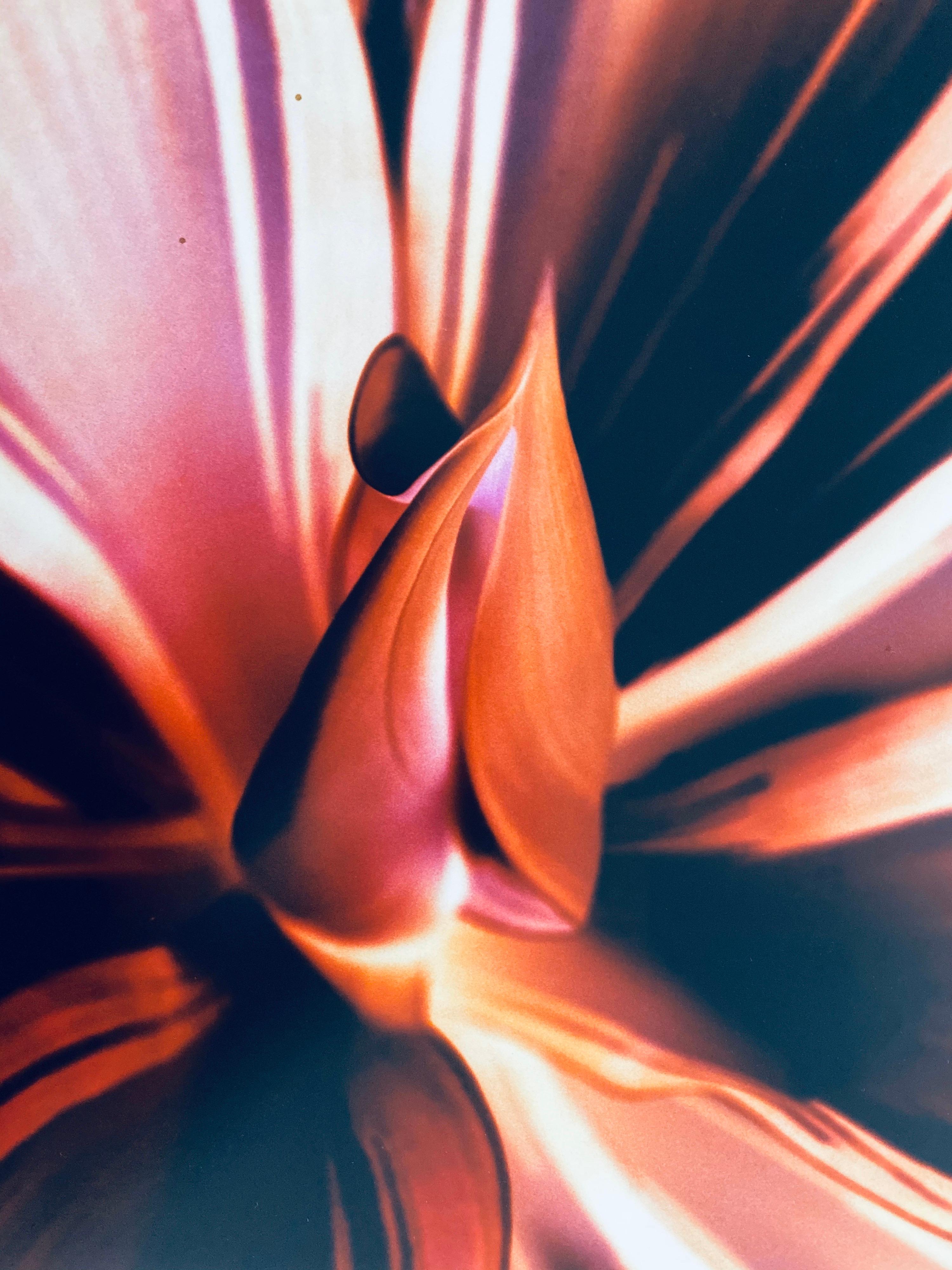 Flora Fauna Serie Vintage Colore Fotografia Astratta Fiore Fuji Cristallo Foto - Photograph di Jeffrey Rothstein