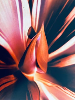 Flora Fauna Series Vintage Color Photograph Abstract Flower Fuji Crystal Photo