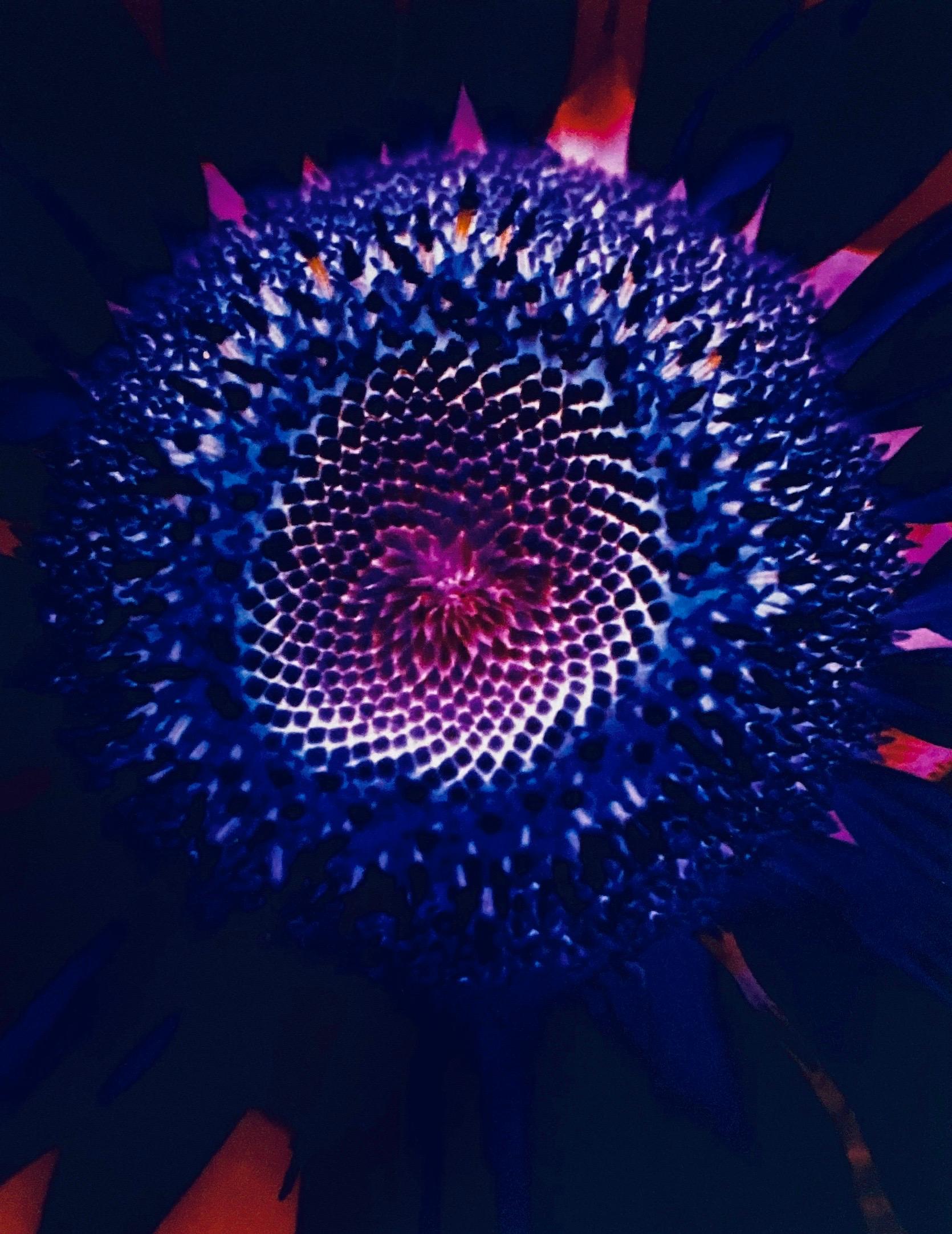 Série Flora Fauna, photographie couleur abstraite fleur Fuji Crystal Photo - Photograph de Jeffrey Rothstein