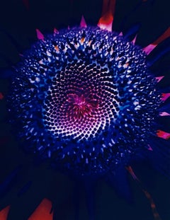 Flora Fauna Series Vintage Color Photograph Abstract Flower Fuji Crystal Photo