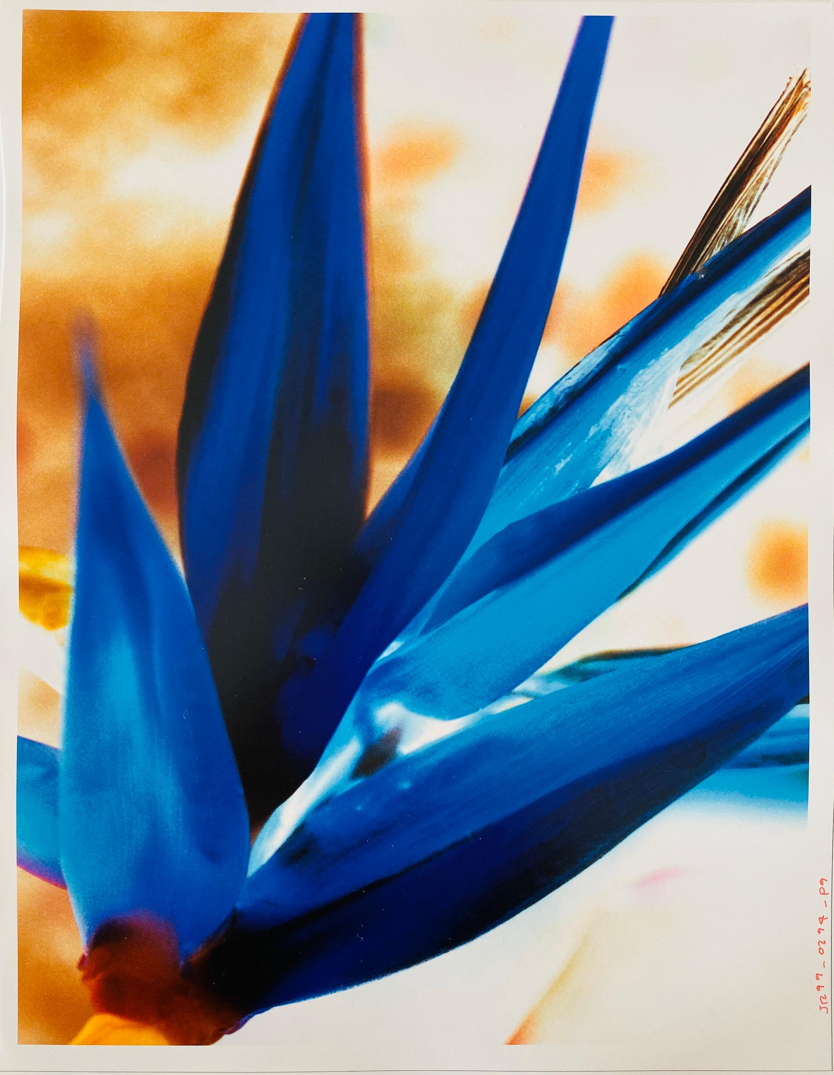 Série Flora Fauna, photographie couleur abstraite fleur Fuji Crystal Photo - Photograph de Jeffrey Rothstein