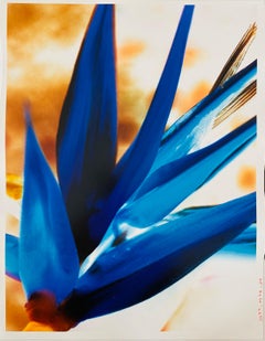 Flora Fauna Series Vintage Color Photograph Abstract Flower Fuji Crystal Photo