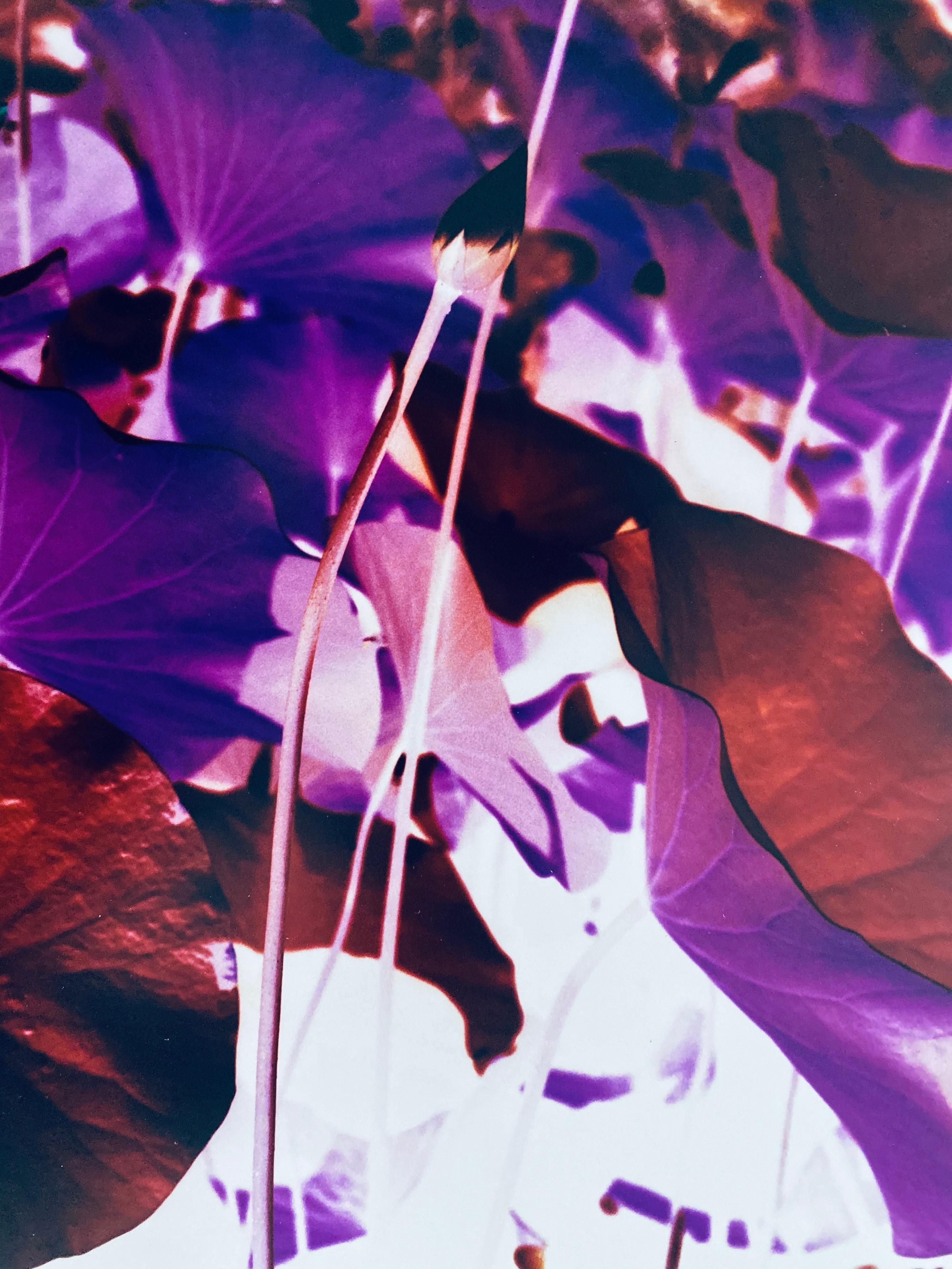 Série Flora Fauna, photographie couleur abstraite fleur Fuji Crystal Photo - Contemporain Photograph par Jeffrey Rothstein