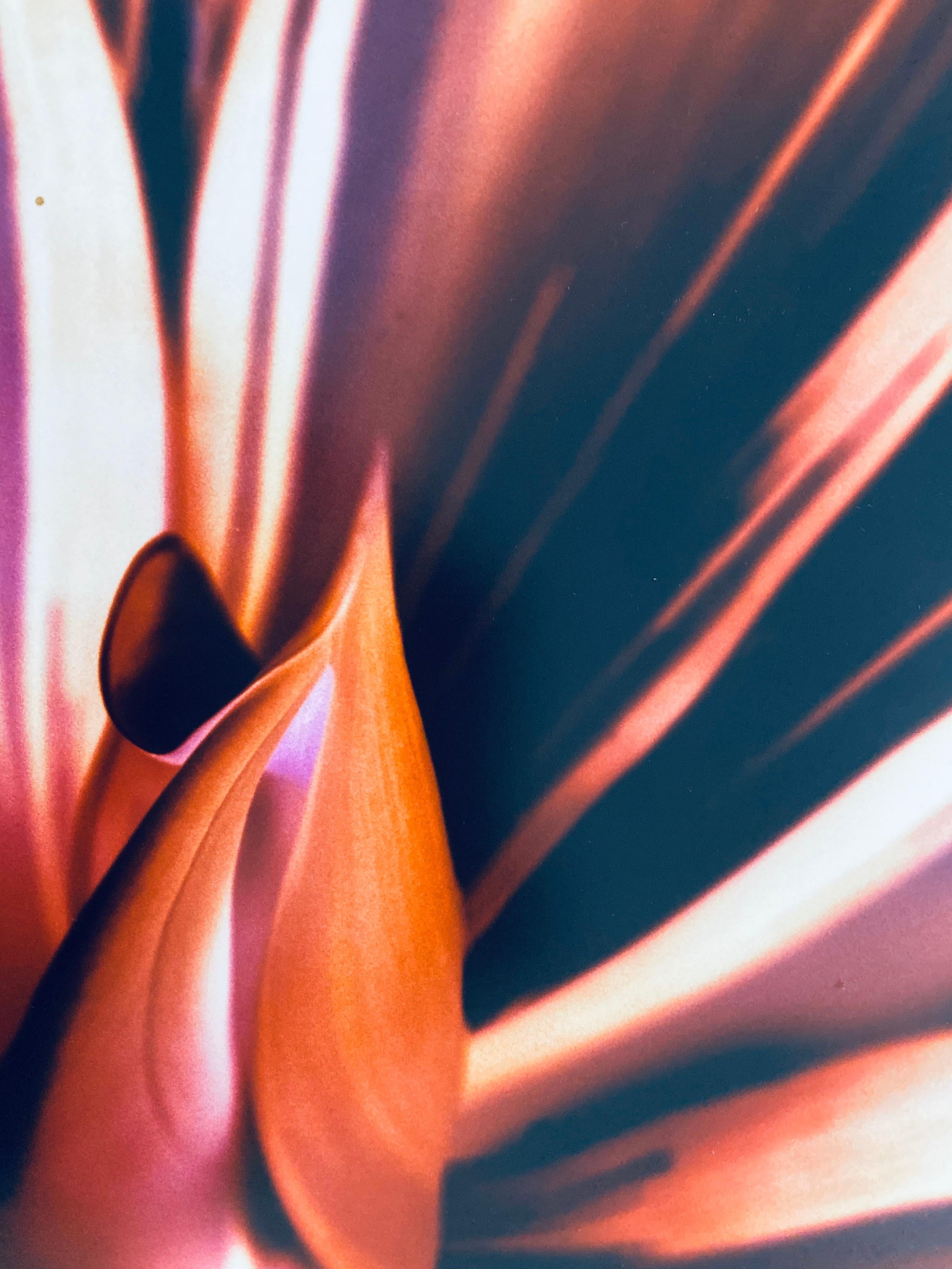 Flora Fauna Serie Vintage Colore Fotografia Astratta Fiore Fuji Cristallo Foto - Photograph Contemporaneo di Jeffrey Rothstein