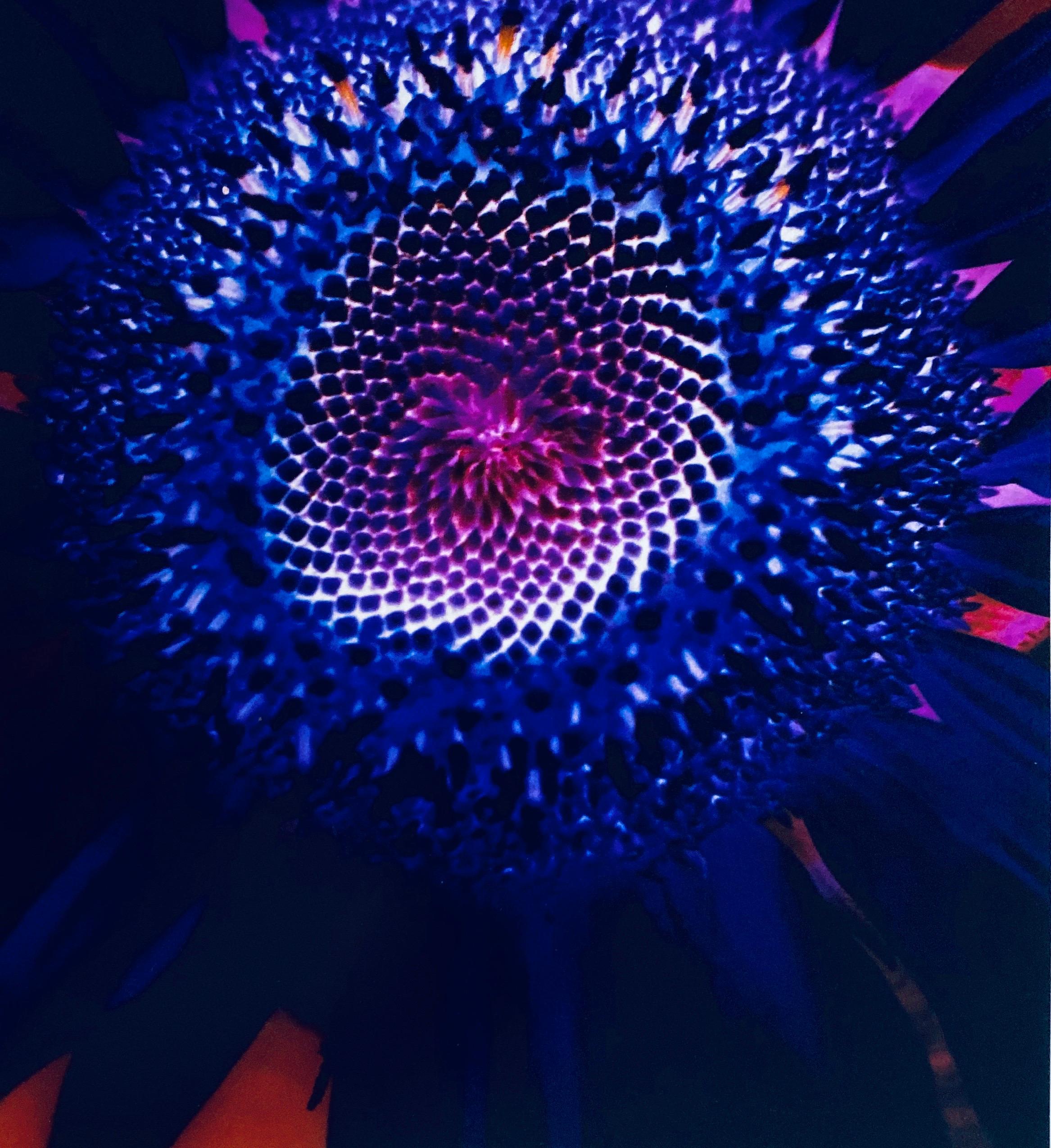 Série Flora Fauna, photographie couleur abstraite fleur Fuji Crystal Photo - Noir Color Photograph par Jeffrey Rothstein