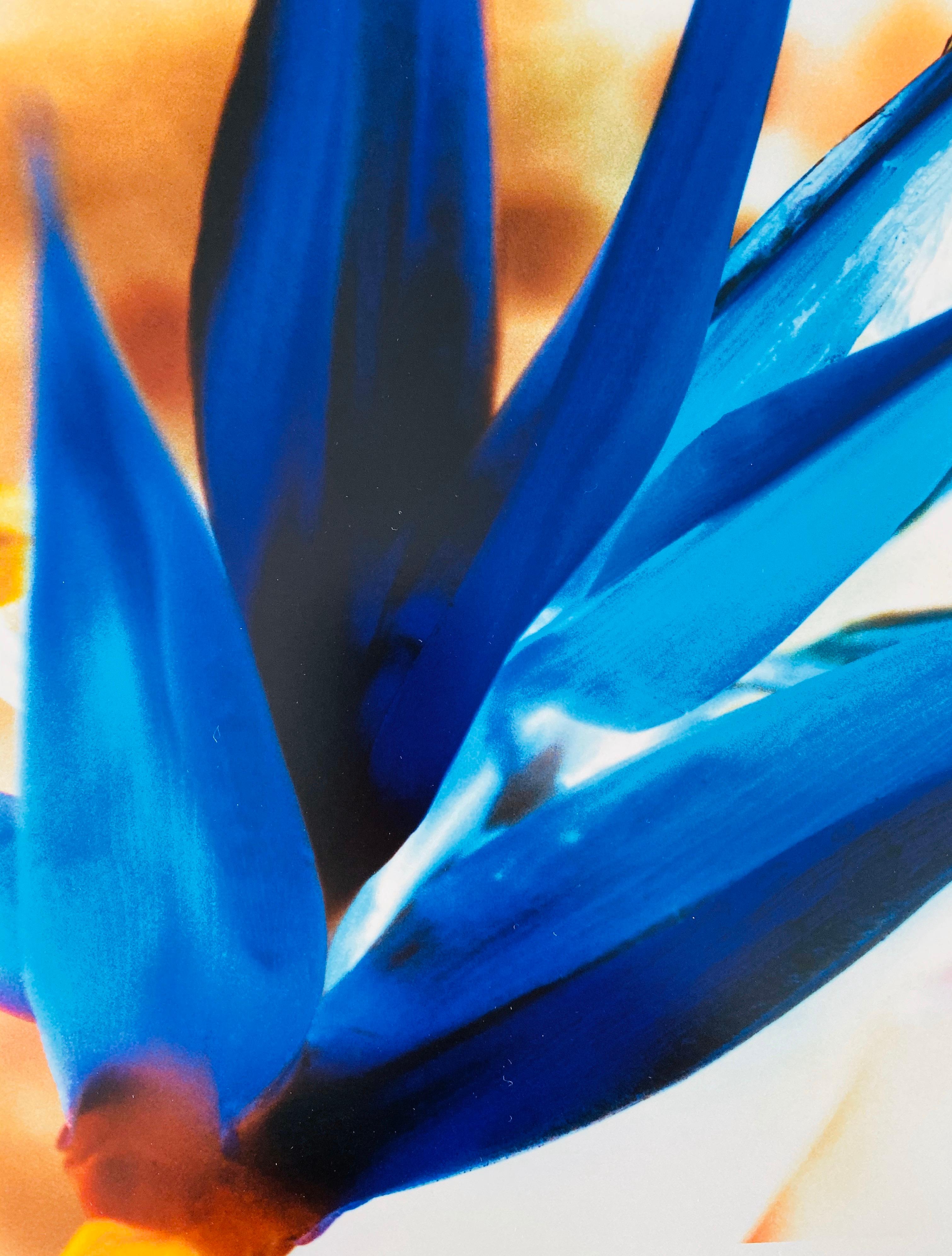 Série Flora Fauna, photographie couleur abstraite fleur Fuji Crystal Photo - Contemporain Photograph par Jeffrey Rothstein