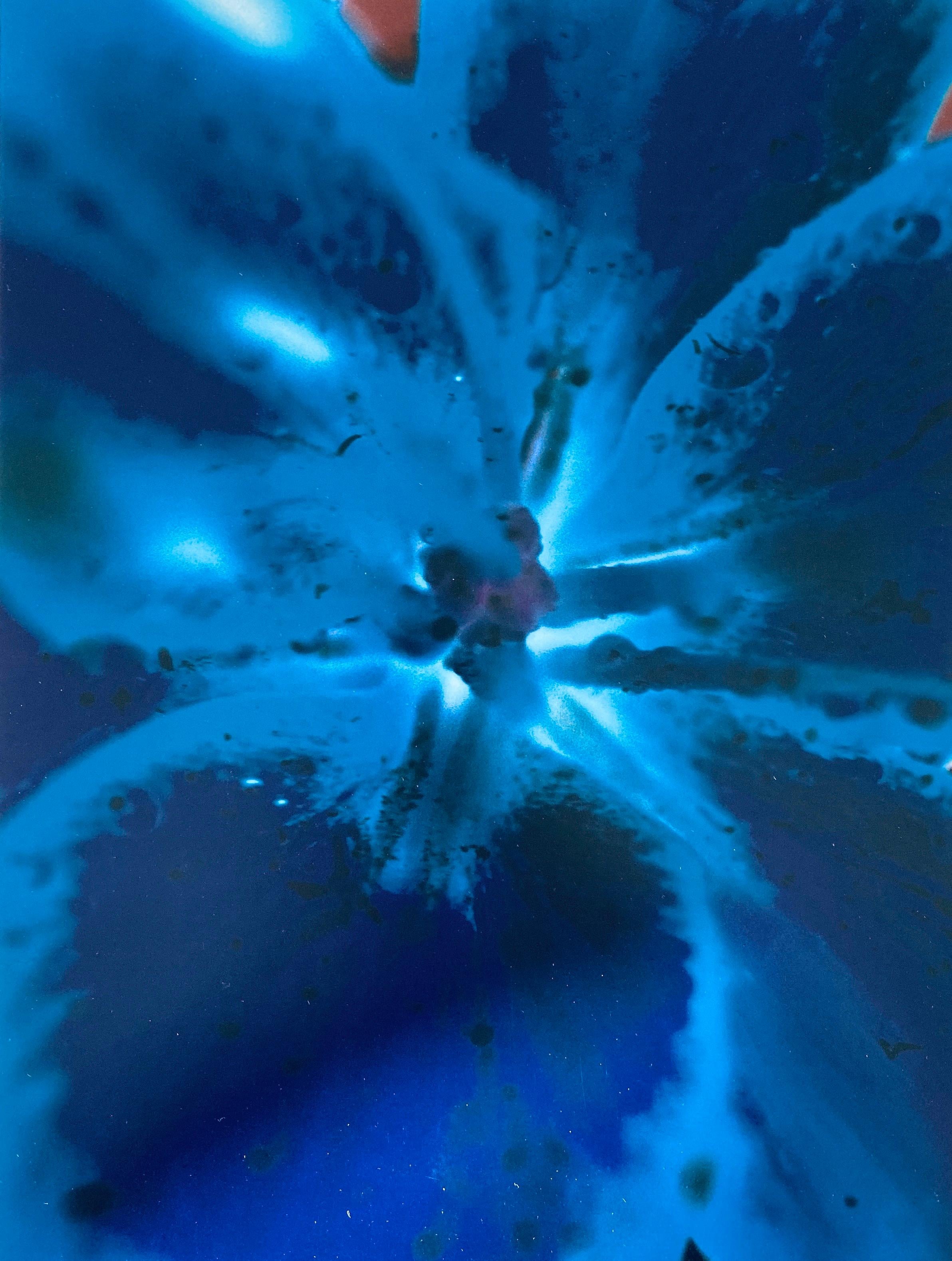 Série Flora Fauna, photographie couleur abstraite fleur Fuji Crystal Photo - Contemporain Photograph par Jeffrey Rothstein