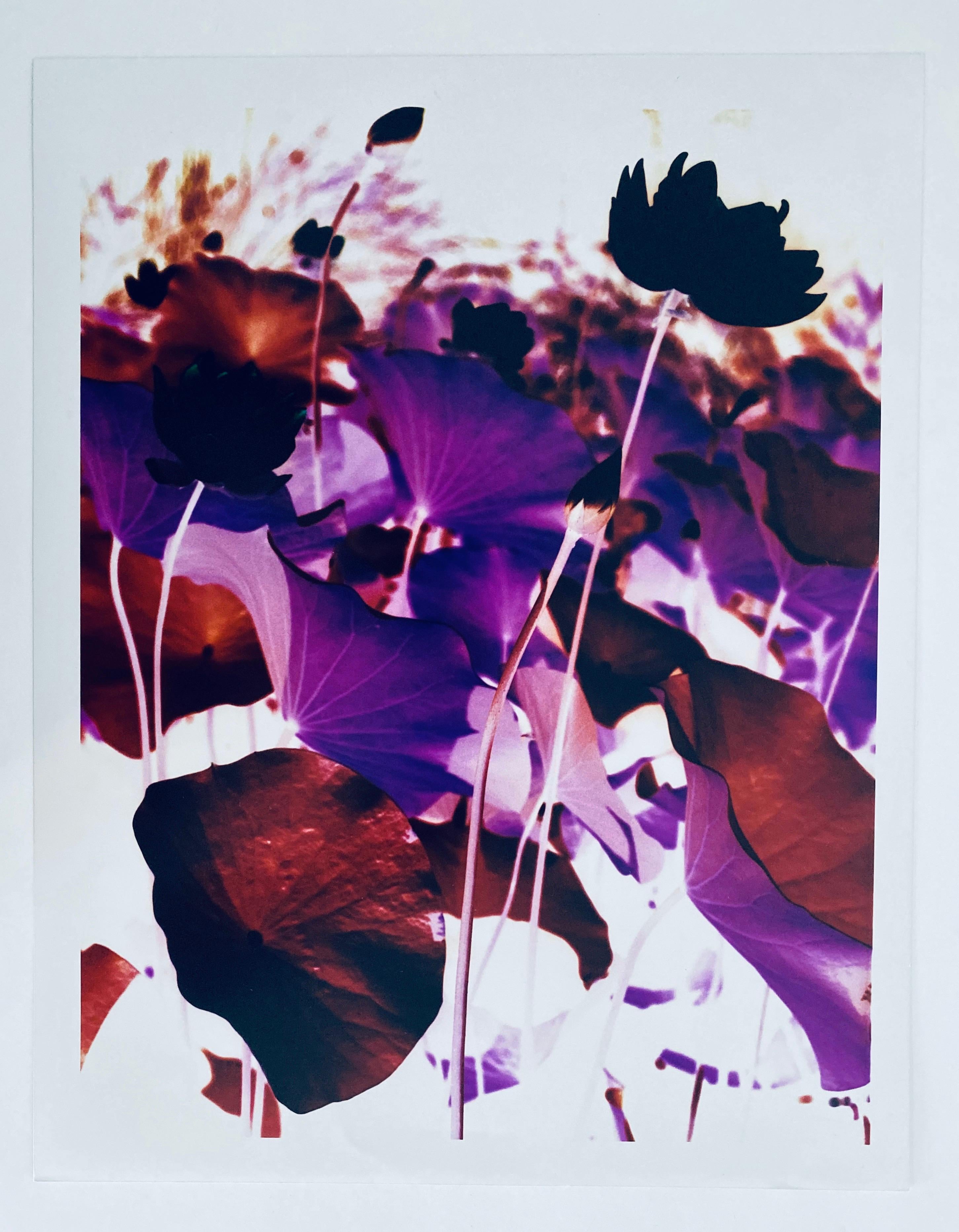 Série Flora Fauna, photographie couleur abstraite fleur Fuji Crystal Photo - Gris Abstract Photograph par Jeffrey Rothstein