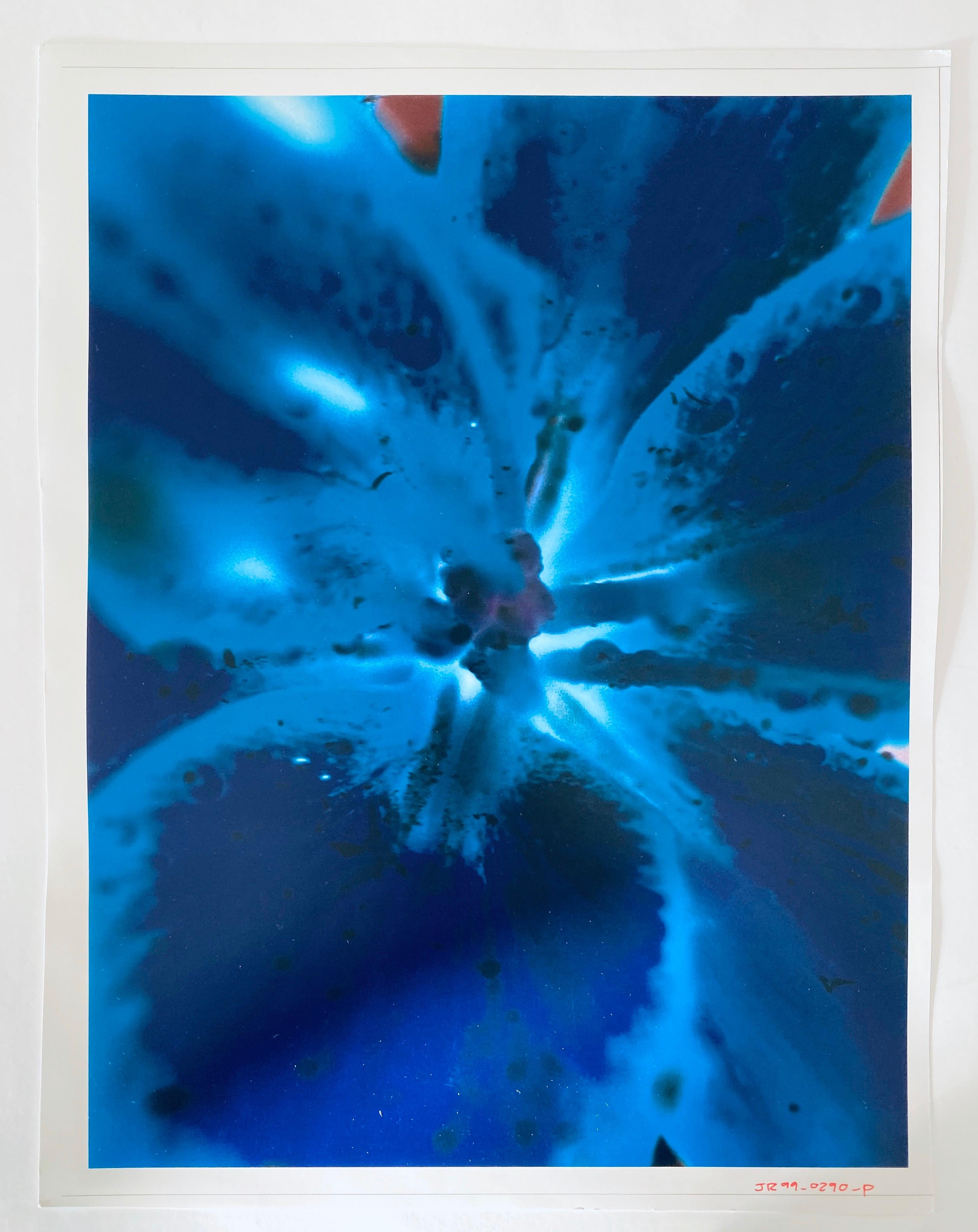 Série Flora Fauna, photographie couleur abstraite fleur Fuji Crystal Photo - Bleu Color Photograph par Jeffrey Rothstein