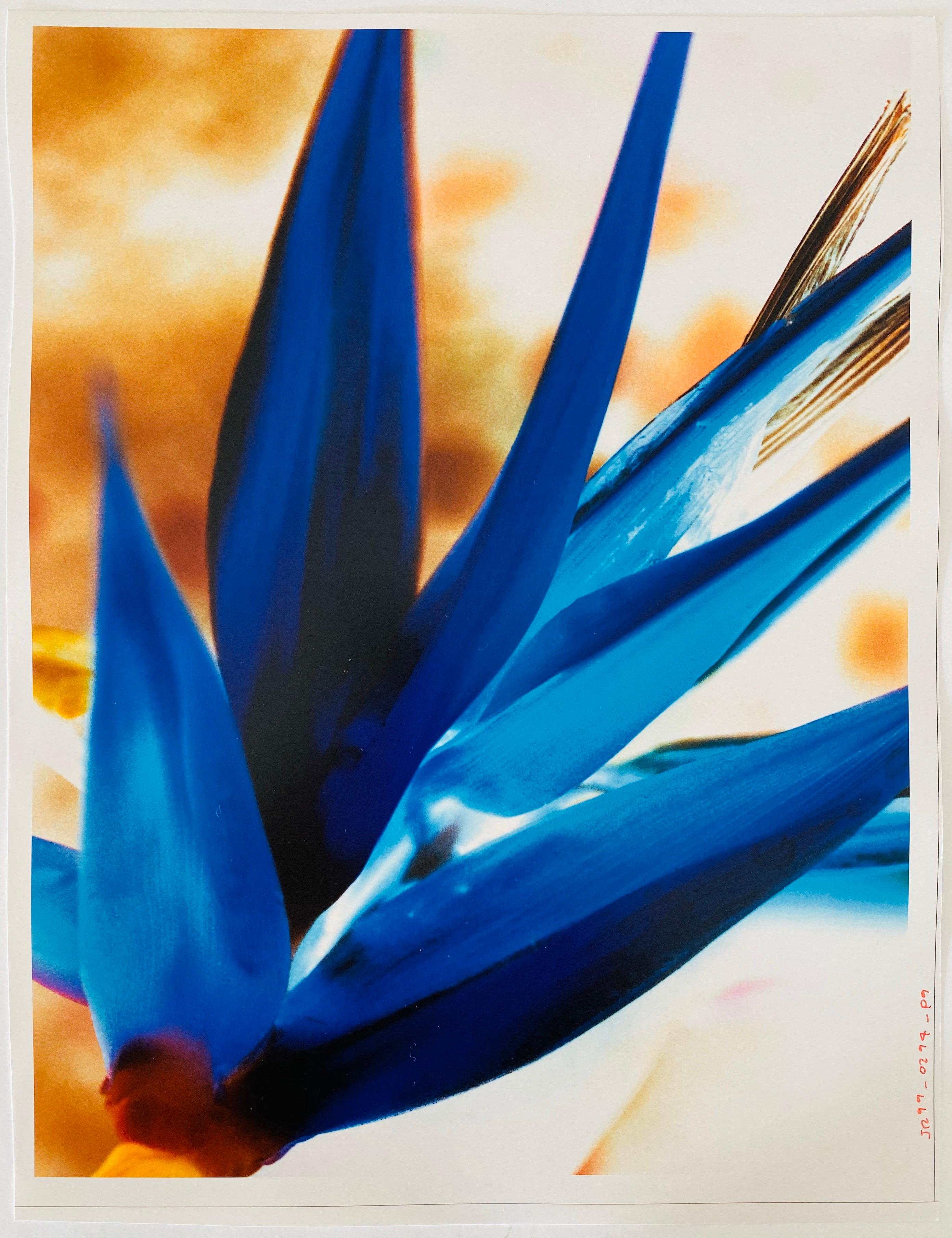 FLORA & FAUNA SERIES, c.1998, Fuji crystal archive paper. Unsigned.

Photographer Jeffrey Rothstein focuses on different elements within Nature for his subject matter, ranging from flowers and plants to desert sands as well as the ocean and stars.