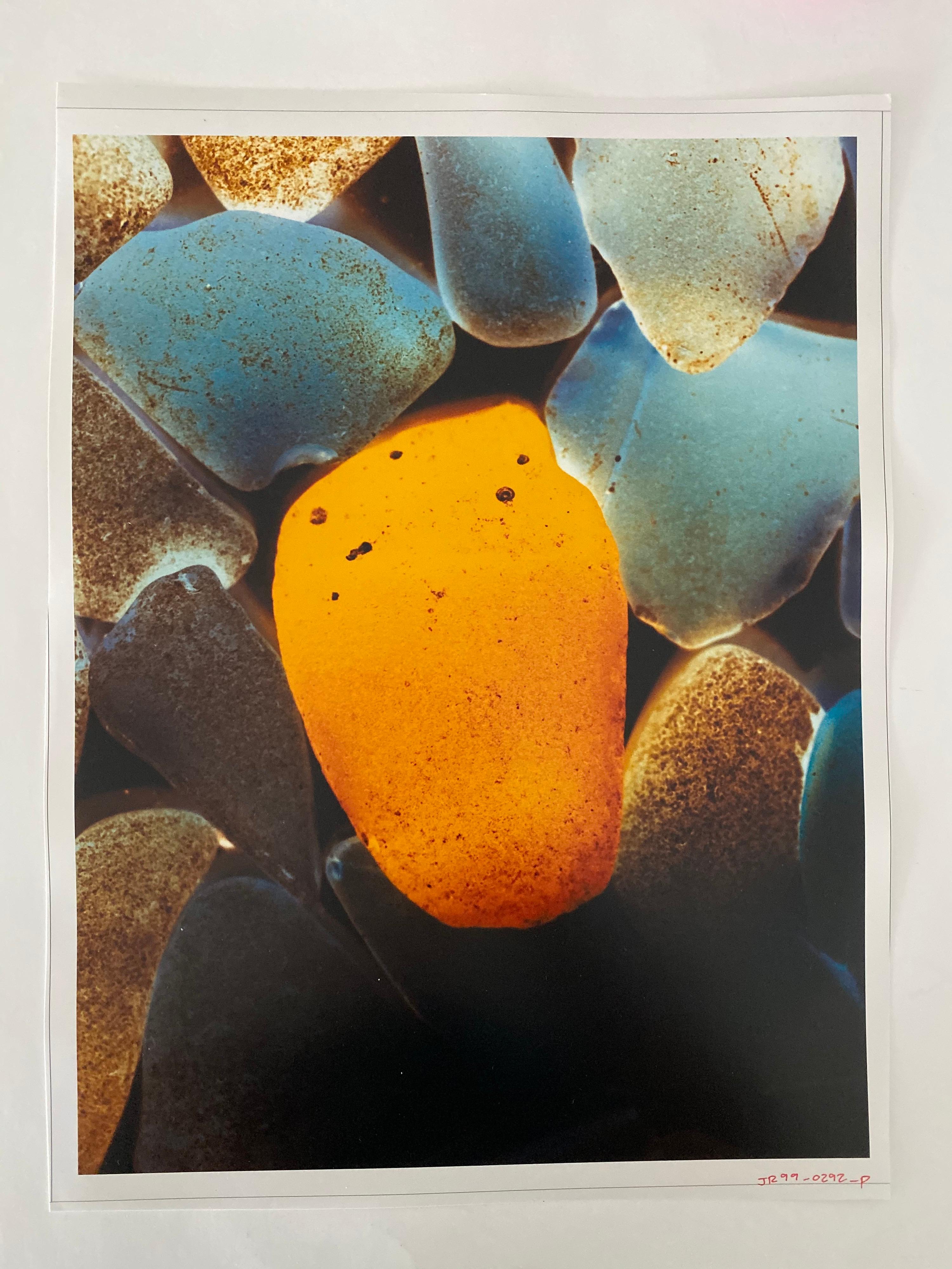 FLORA & FAUNA SERIES, c.1998, papier d'archive cristal Fuji. Non signée.

Le photographe Jeffrey Rothstein se concentre sur différents éléments de la Nature pour ses sujets, allant des fleurs et des plantes aux sables du désert en passant par