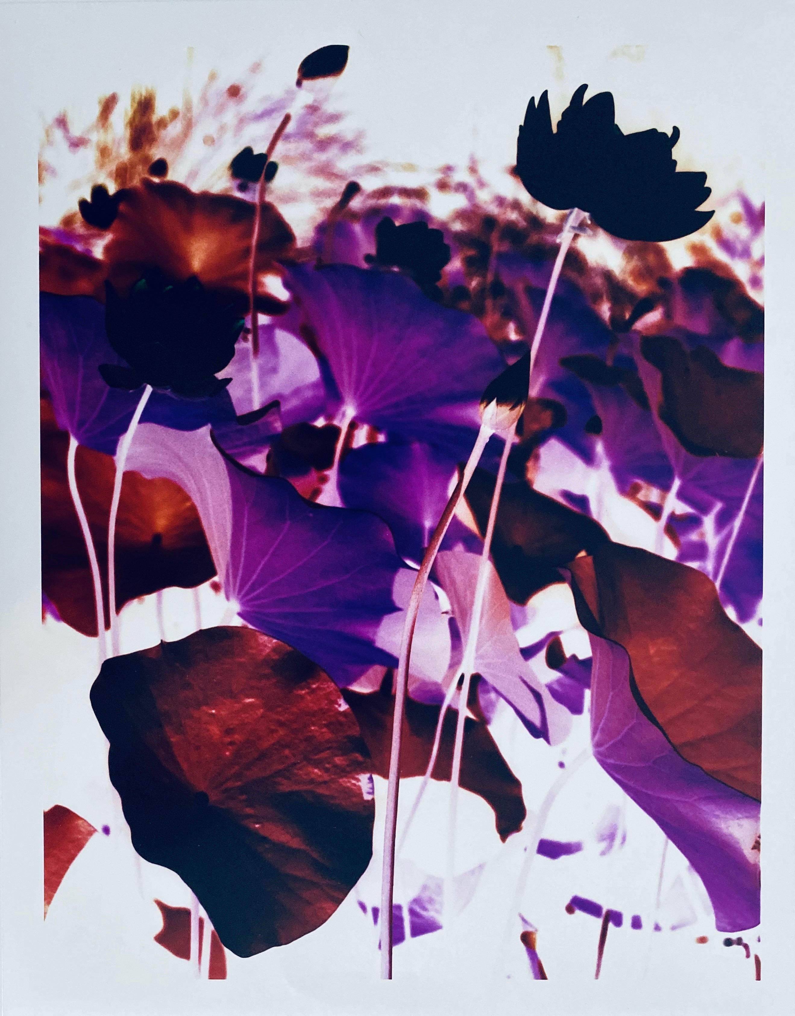 Jeffrey Rothstein Abstract Photograph - Flora Fauna Series Vintage Color Photograph Abstract Flower Fuji Crystal Photo
