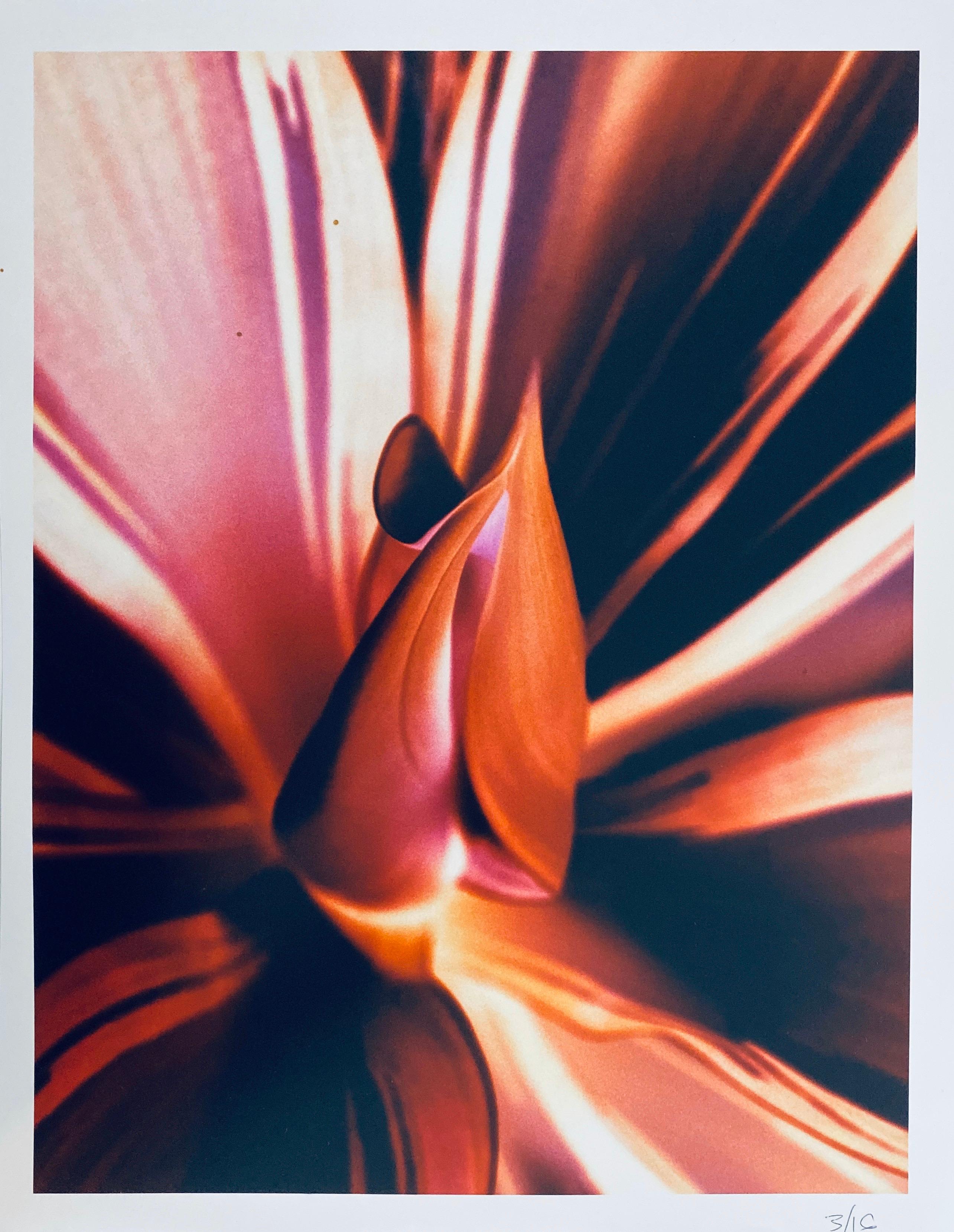 Jeffrey Rothstein Color Photograph – Flora Fauna Serie Vintage Farbfotografie Abstrakte Blume Fuji Kristall Foto
