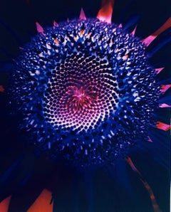 Photo de fleur abstraite en cristal Fuji de la série Flora Fauna, couleur vintage