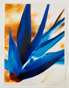 Photo de fleur abstraite en cristal Fuji de la série Flora Fauna, couleur vintage
