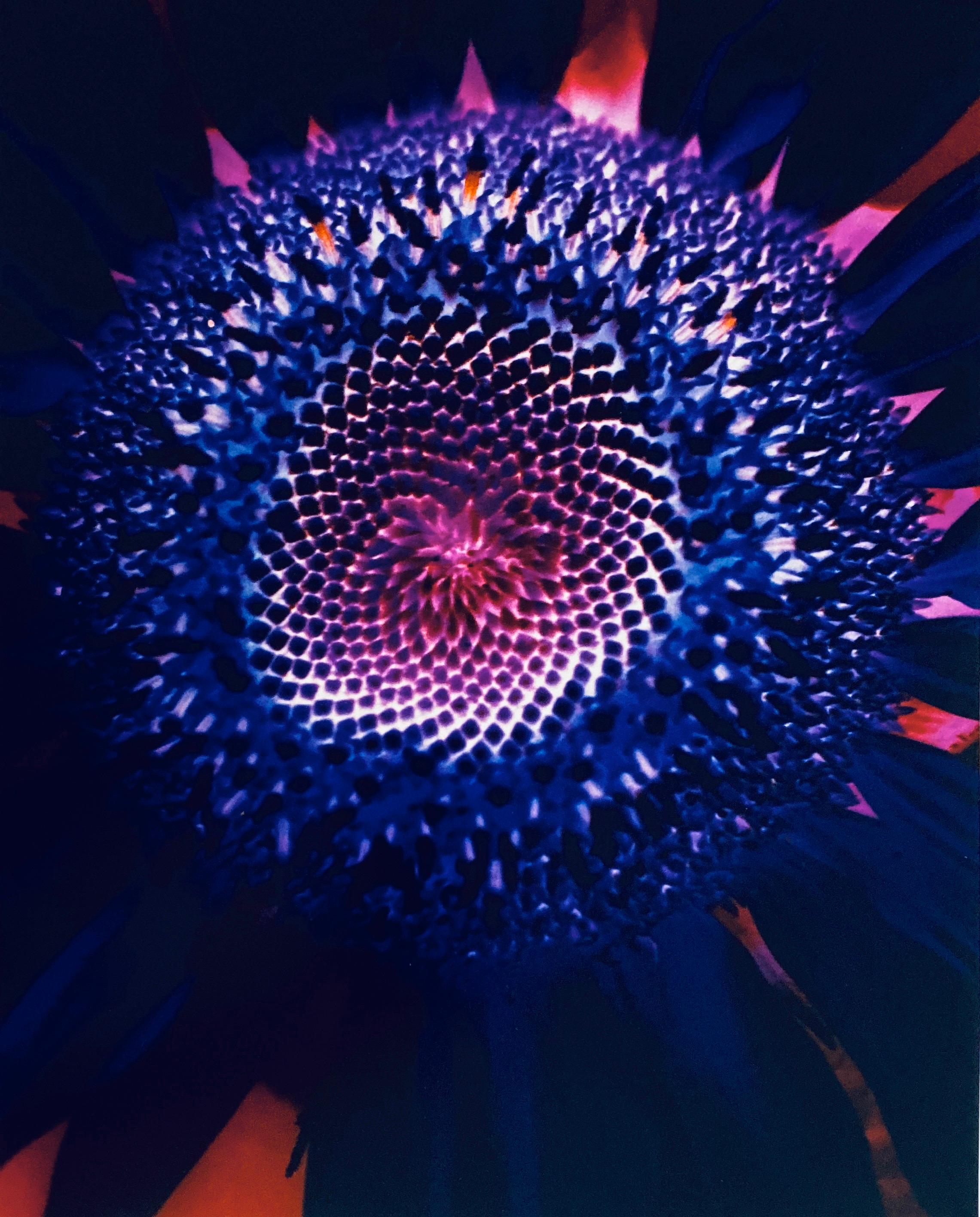 Color Photograph Jeffrey Rothstein - Série Flora Fauna, photographie couleur abstraite fleur Fuji Crystal Photo