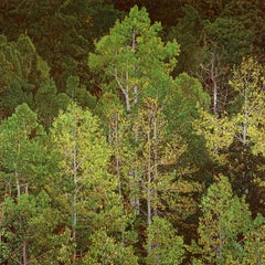 Aspens at Dawn, Jeffrey Vaughn, 2025, Pittura a olio fotorealistica, incorniciata