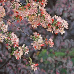 Bright Crabapple Blossoms