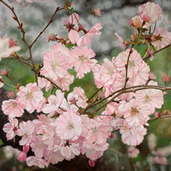 Fiori di ciliegio