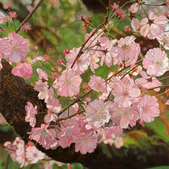 Cherry Blossoms, Madison